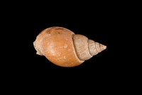 藏品(橄欖織紋螺)的圖片